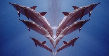 Dolphin fantasy, a morphed view of an earlier entry. Maui Hi by David Espinoza 